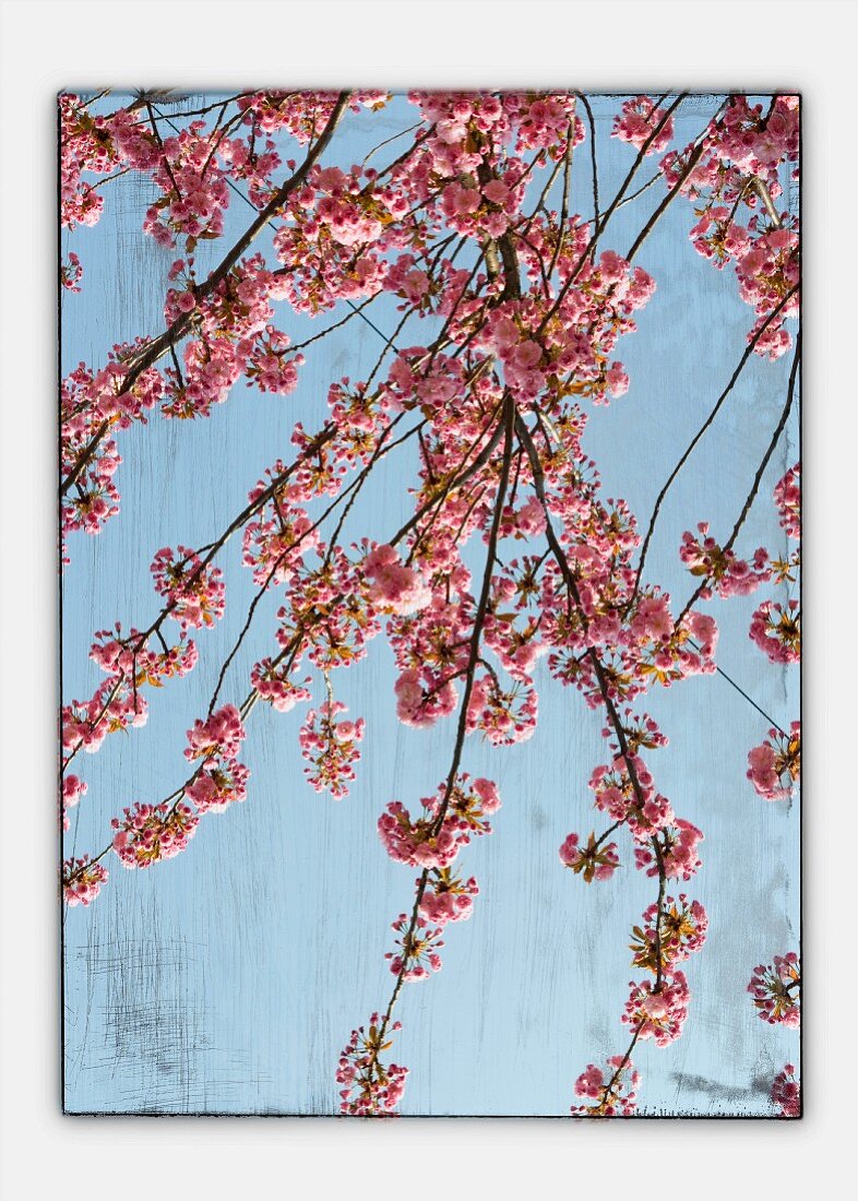 Pink flowering cherry branches (abstract)