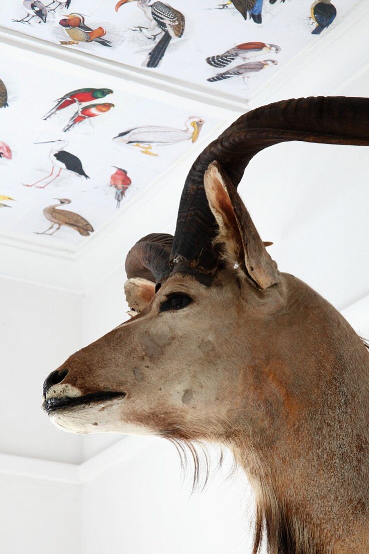 Hunting trophy on wall below ceiling panels decorated with pictures of different birds