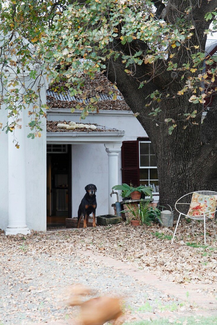Garten in Herbststimmung vor traditionellem Haus und Hund unter überdachtem Hauseingang