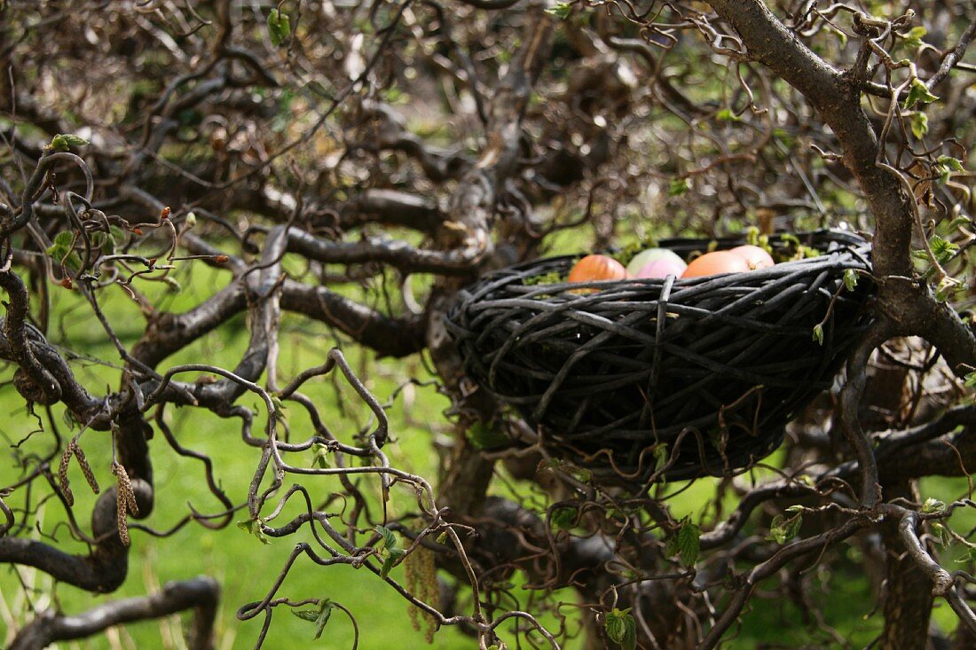 Easter nest containing colourful Easter eggs in tree