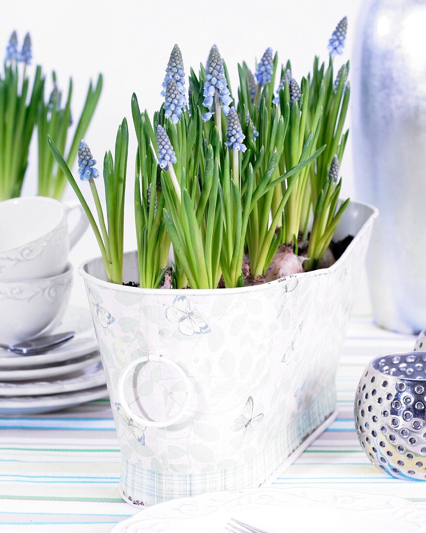 Grape hyacinths in decorative plant pot