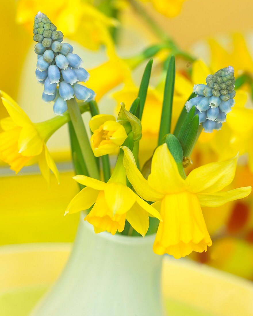 Posy of narcissus and grape hyacinths