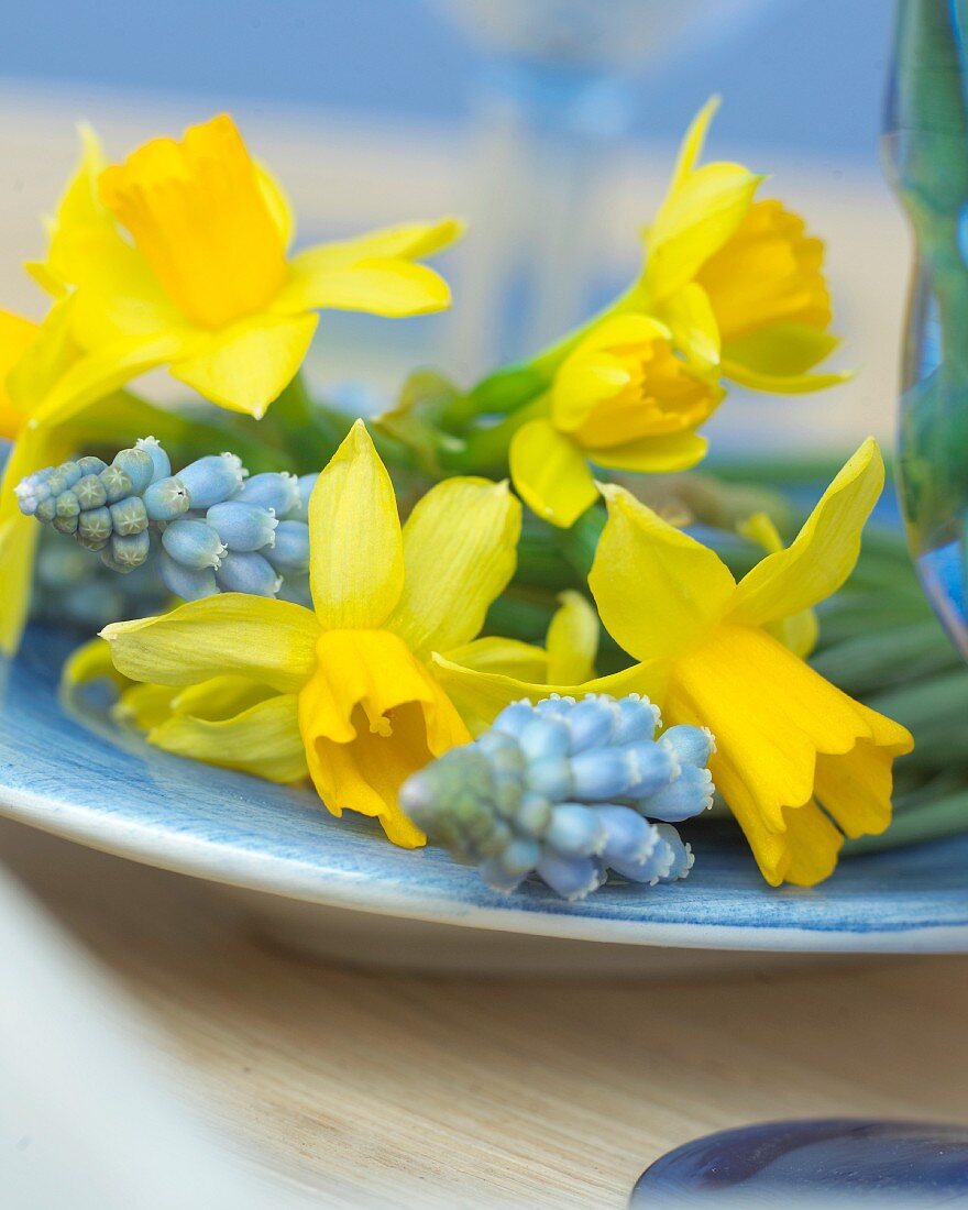Cut flowers lying in dish; narcissus and grape hyacinths