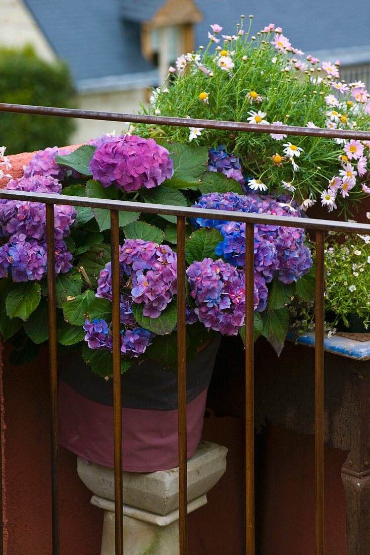 Violett blühende Hortensie und Margeritenbusch hinter Balkongeländer aus schlichten Metallstäben
