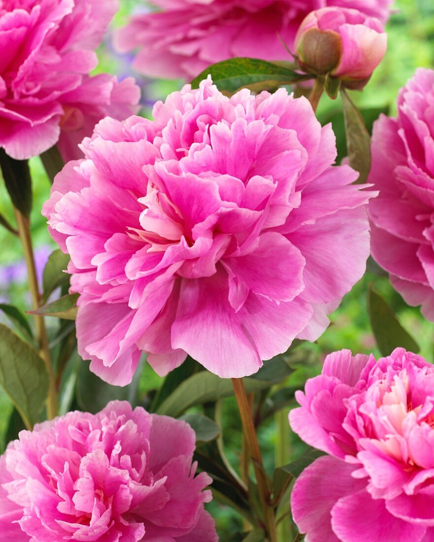 Pink peonies