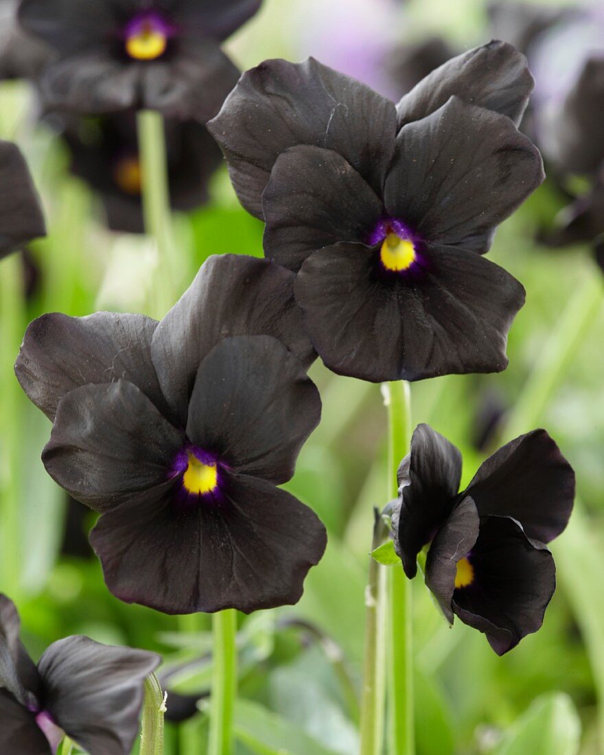 Black viola ('Molly Sanderson')