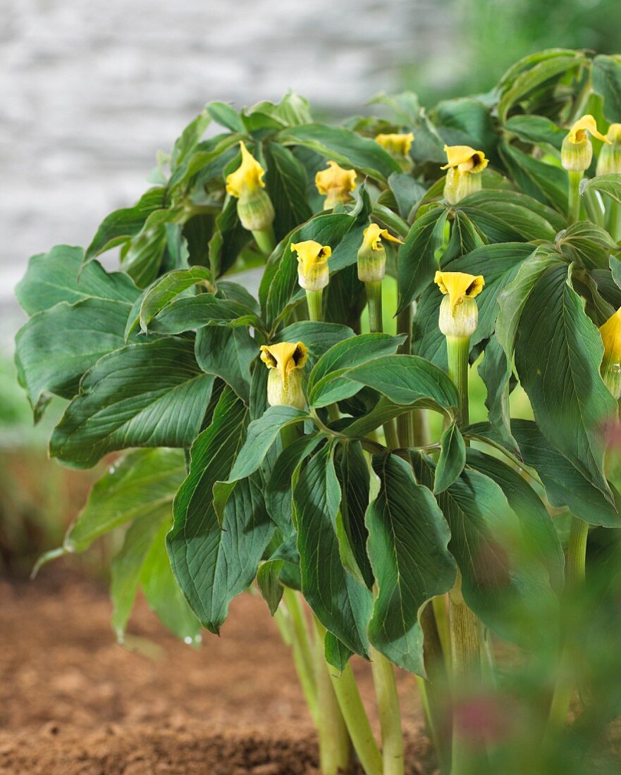 Kobralilien (Arisaema flavum)