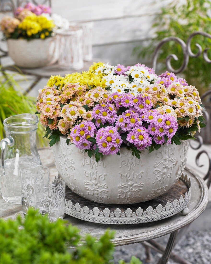 A variety of chrysanthemums in plant pot