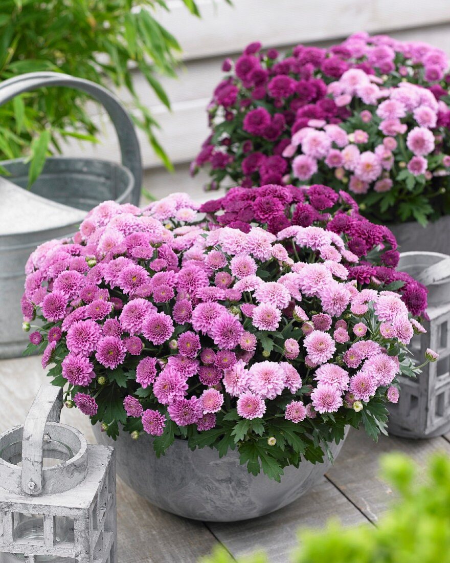 A variety of chrysanthemums in plants pots on terrace