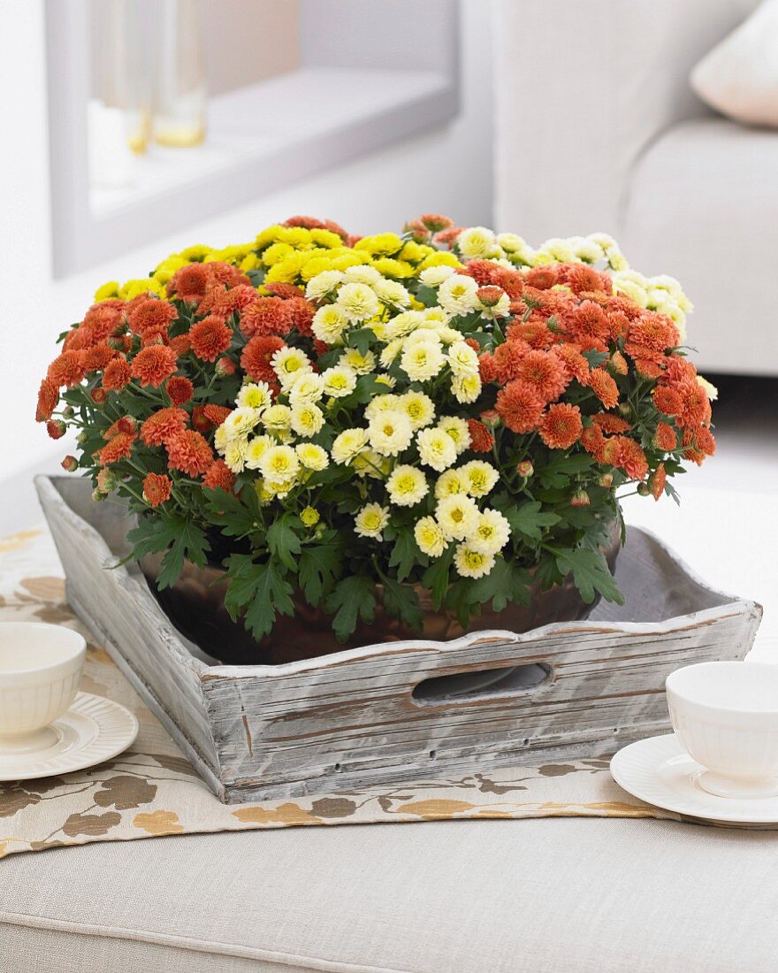 A variety of chrysanthemums in bowl on tray