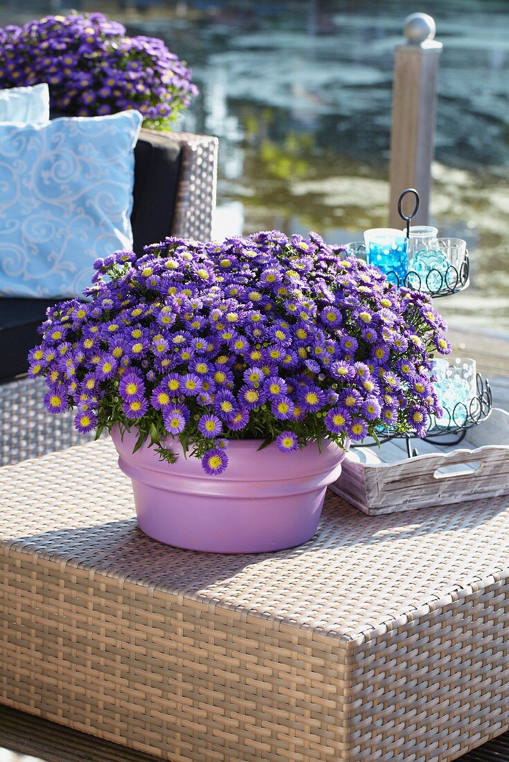 Blaue Astern der Sorte Aspatio blue im Blumentopf auf Gartentisch