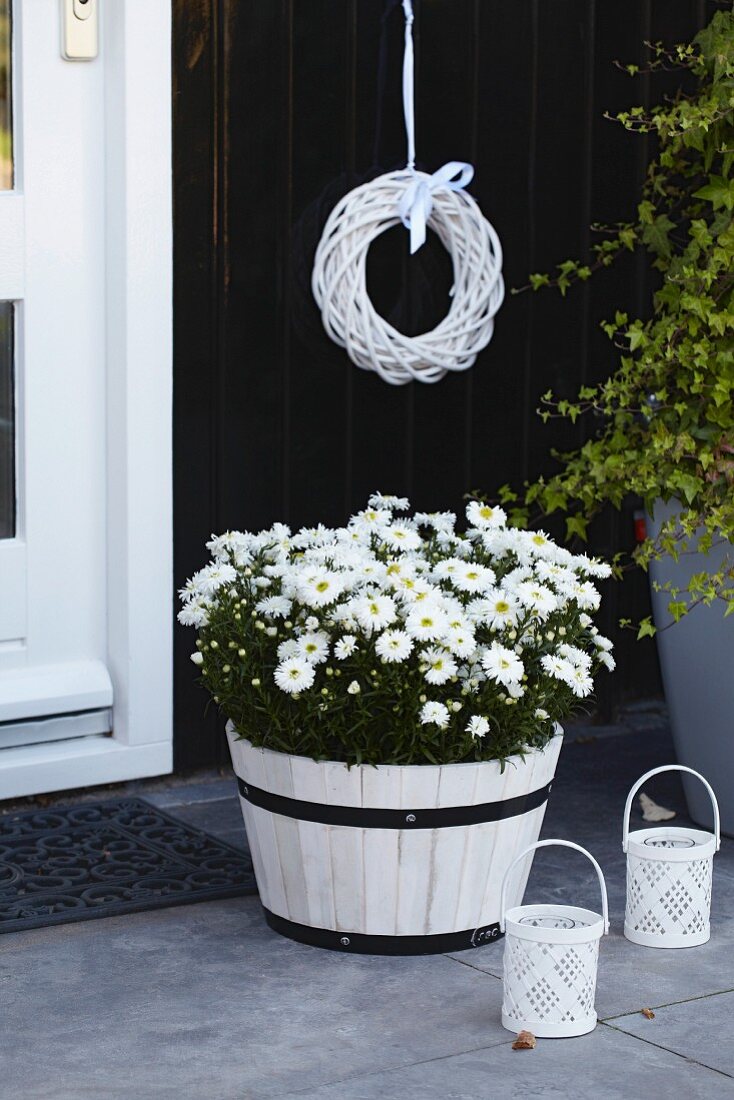 Asters 'Aspatio white' in plant pot by front door