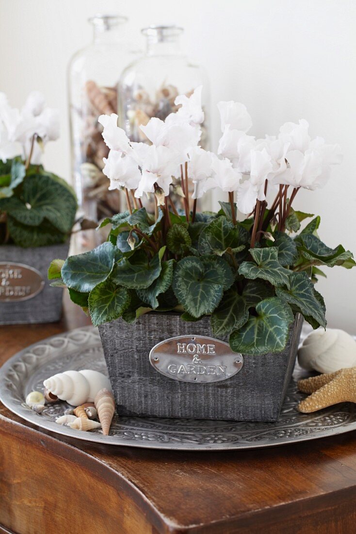Cyclamen miniwella 'Twinkle white' in plant pot on cabinet