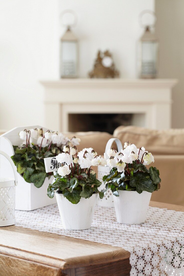 Cyclamen 'Bellissima white' on coffee table