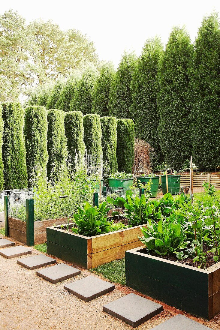 Garden with linear hedge of trees and wooden raised vegetable beds
