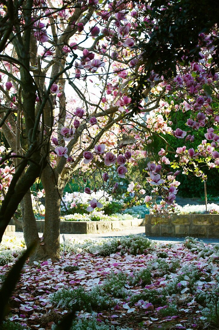 Blühender Magnolienbaum in einer Gartenanlage