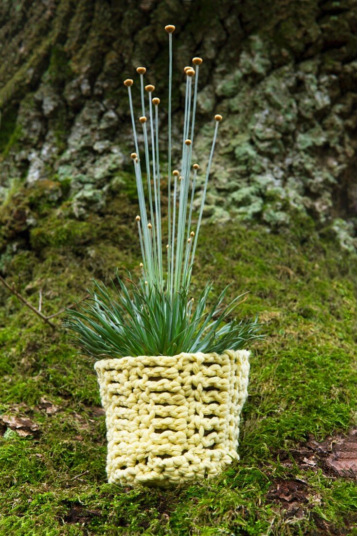 Ornamental grass in crocheted pot holder