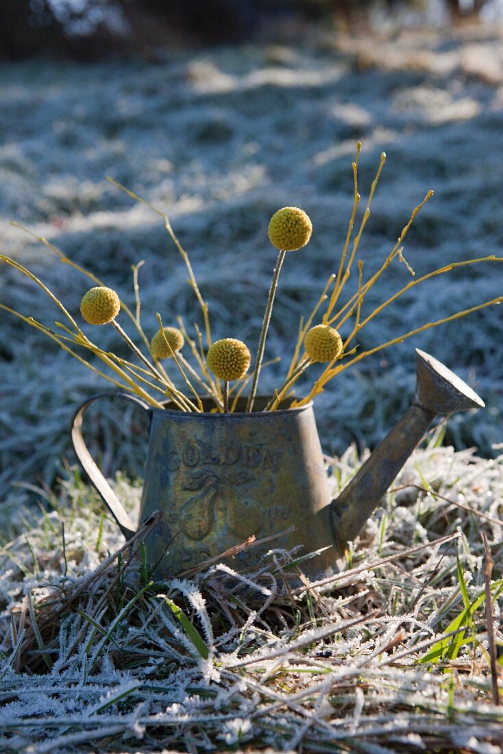 Yellow twigs and seed heads in metal watering can