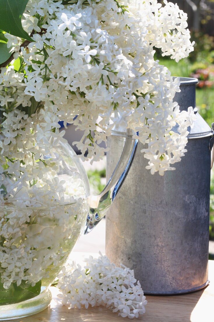 Metal milk can & white lilac in glass vase on table