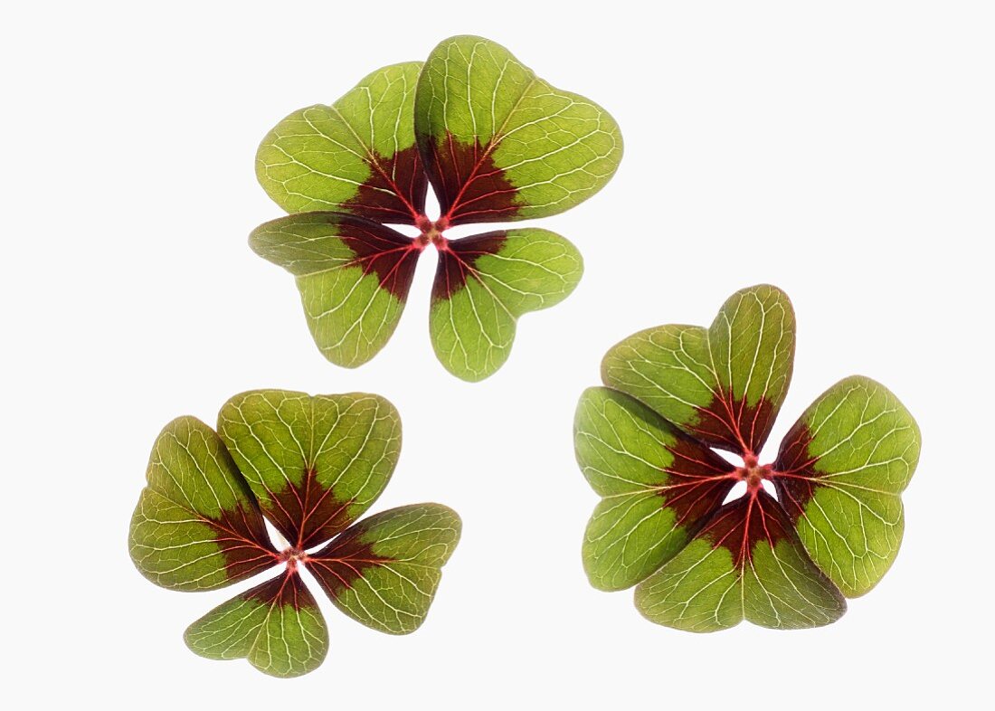 Three leaves of iron cross oxalis