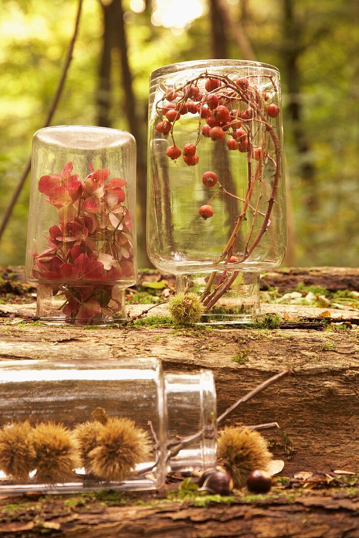 Blätter, Beeren und Kastanien in umgedrehten Gläsern im herbstlichen Wald