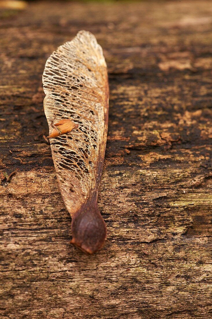 Sycamore seed with wing