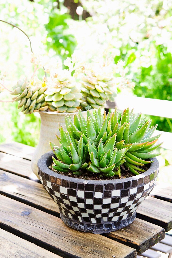 Succulents in pots on wooden terrace table