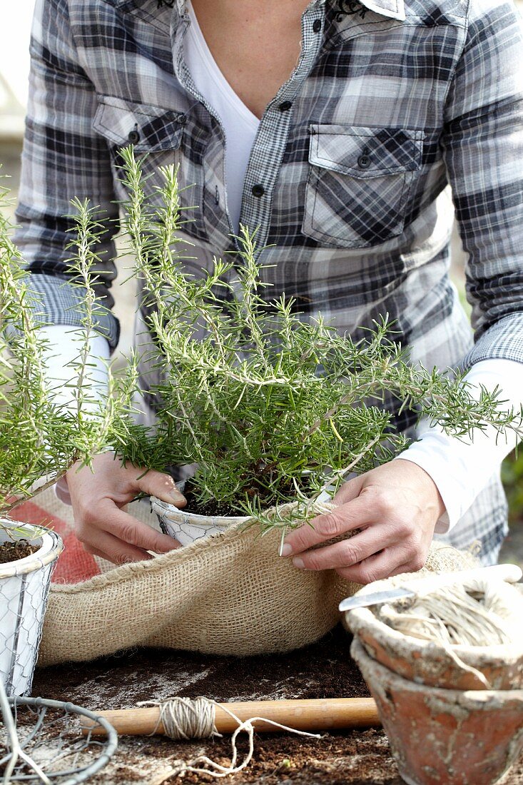 Woman wrapping pot of rosemary for winter protection