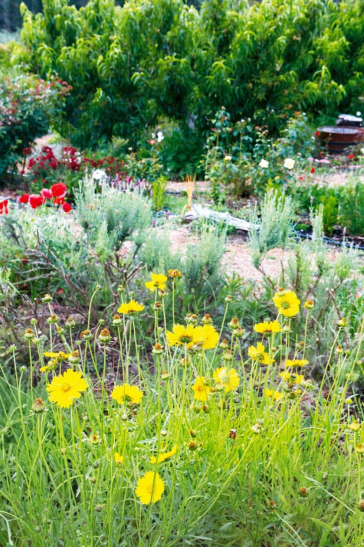 Flower bed with yellow, blooming Coreopsis and poppies with a gravel path and small trees in the background