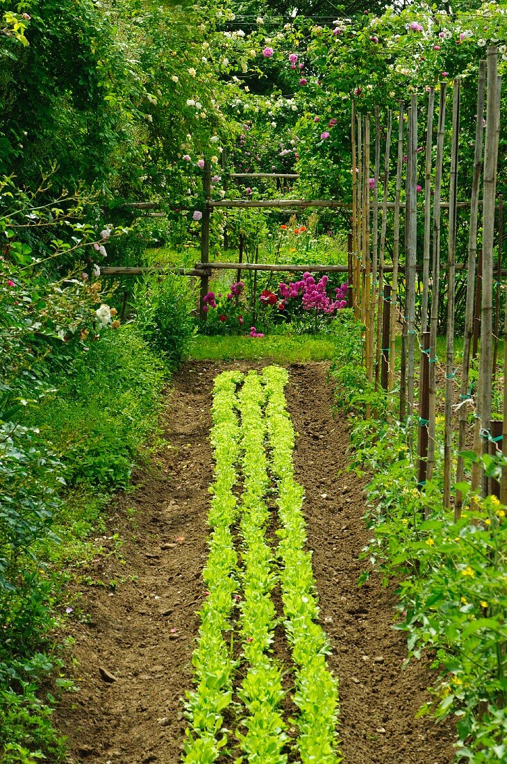 Salatbeet, Stangenbohnen und Rosensträucher im Garten