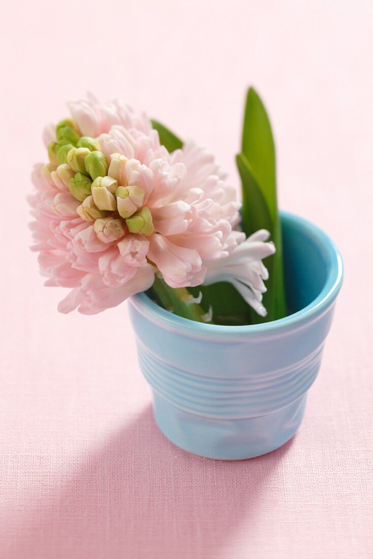 Pink hyacinth