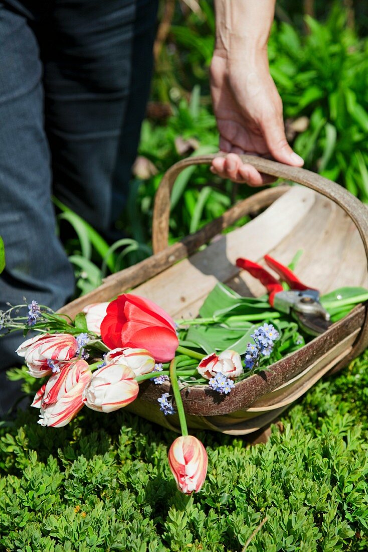 Cut tulips in trug in garden