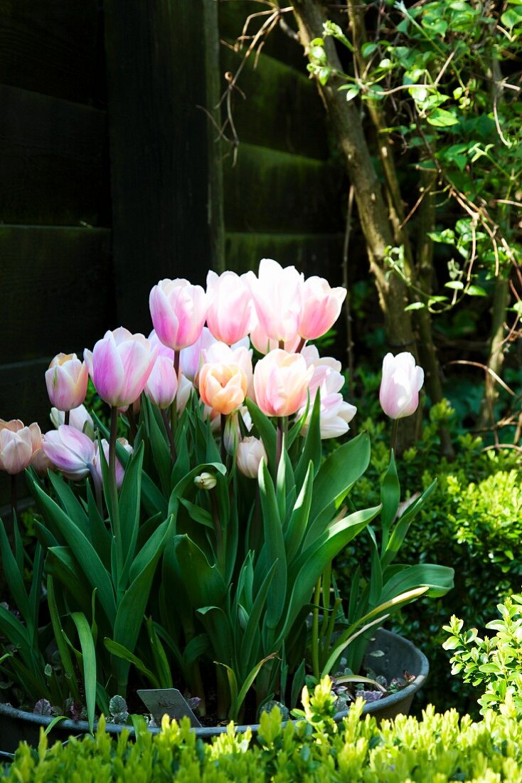 Pink tulips amongst box hedges in garden