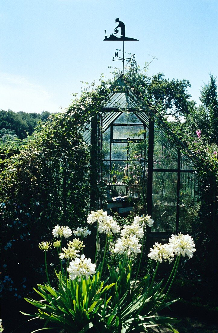 Greenhouse with weather vane; flowering agapanthus in foreground