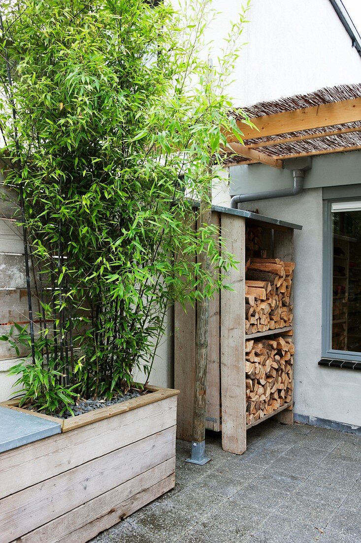 Bambuspflanze und Holzstapel auf der Dachterrasse