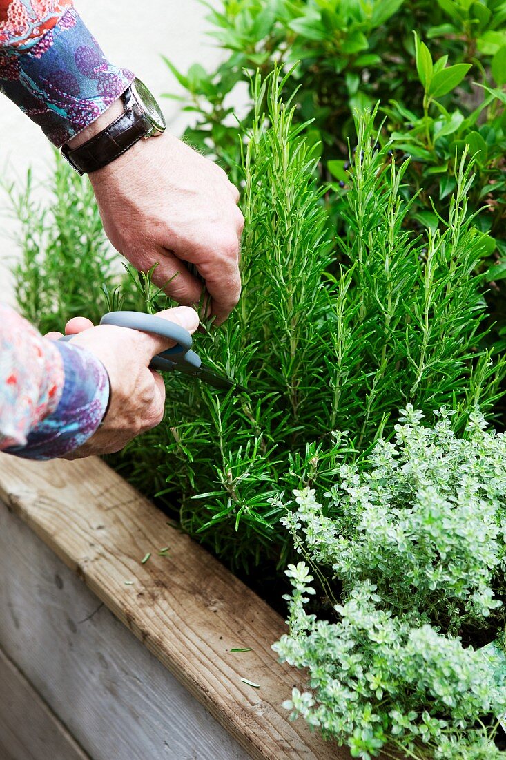 Man cutting rosemary on roof terrace