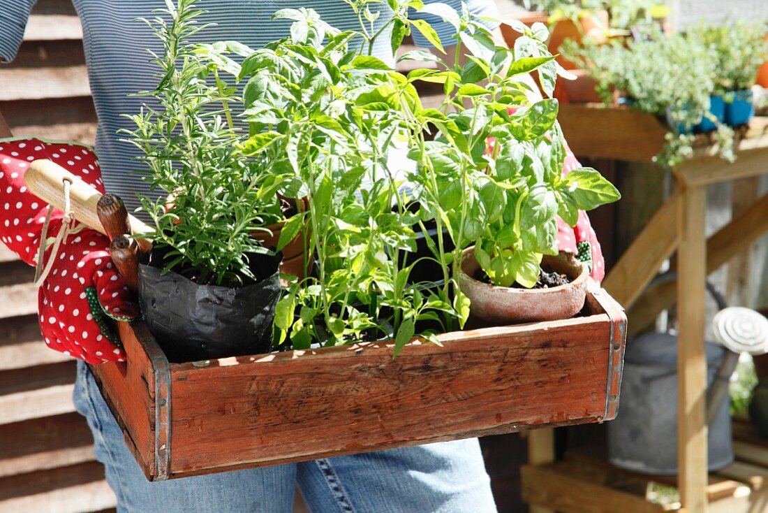 Woman carrying wooden crate of herbs into garden