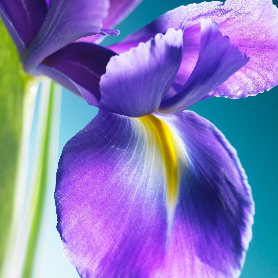 An iris flower