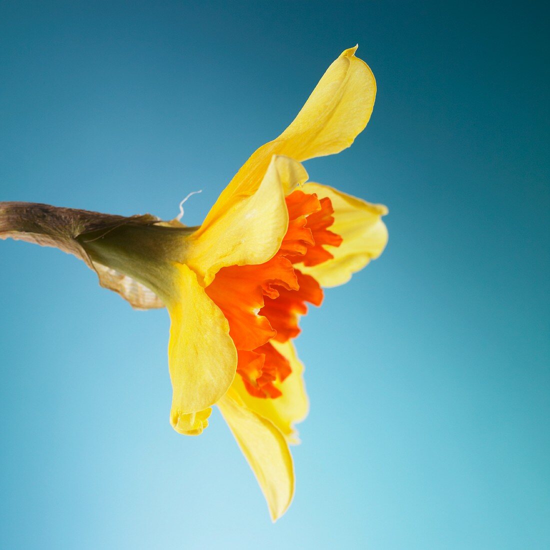 A yellow narcissus against a blue background