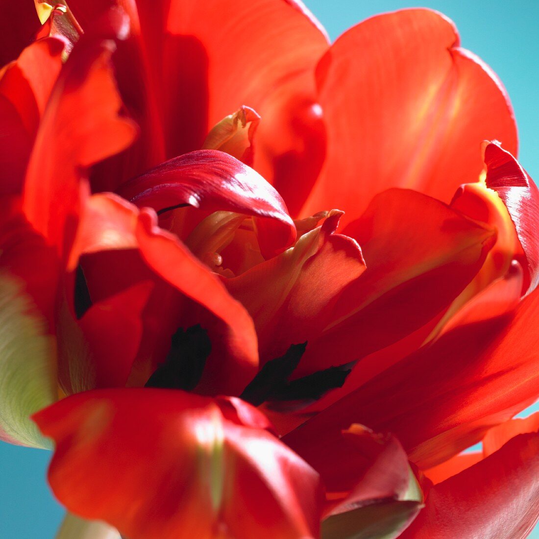 Eine rote Tulpenblüte