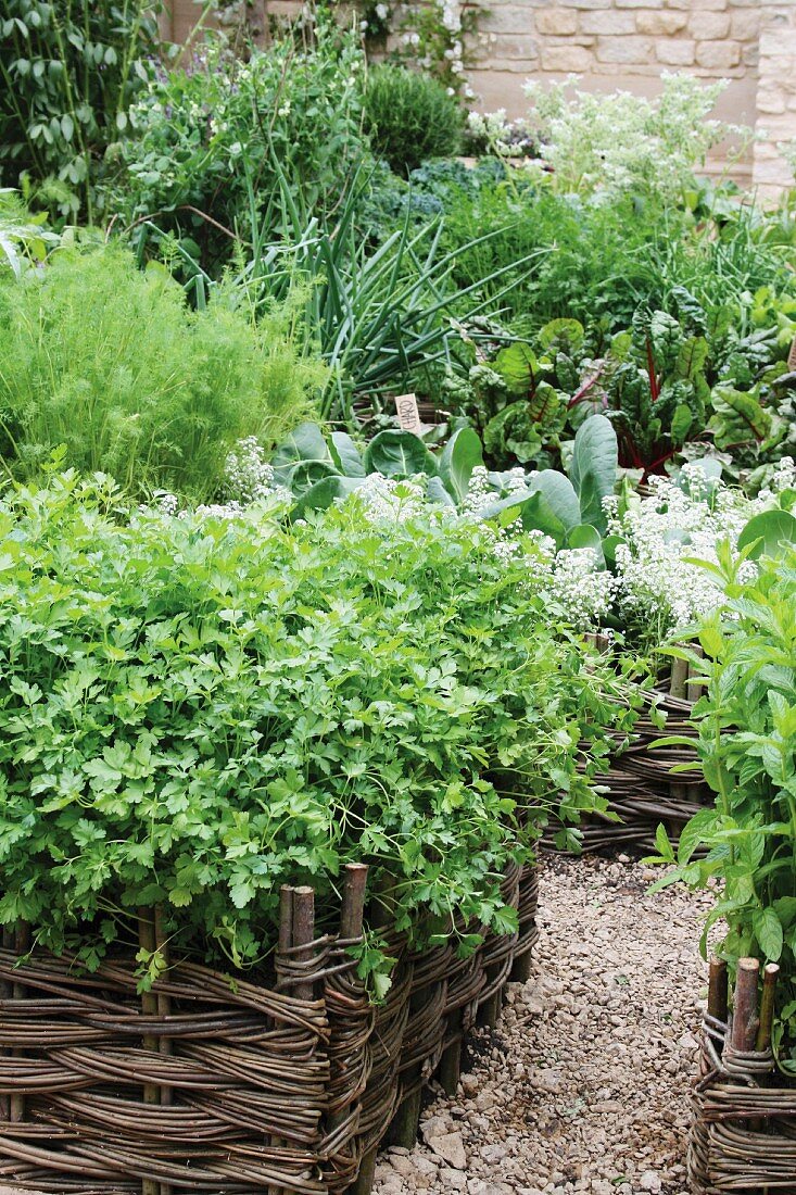 Parsley and other herbs in wicker raised beds