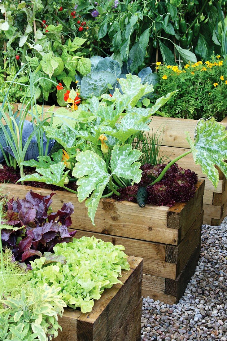 Lettuces in wooden raise beds