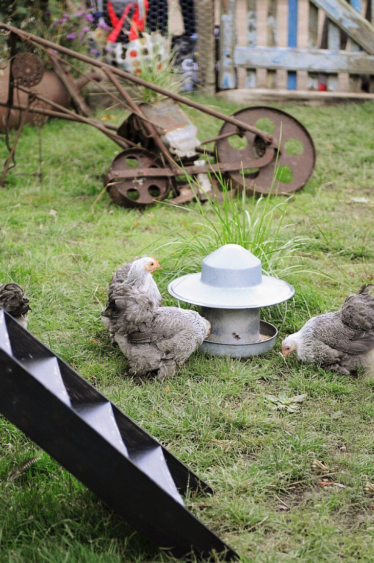 Hühner im Garten