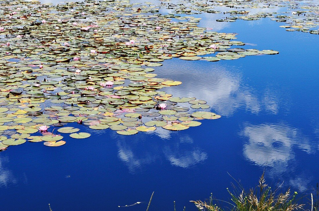 Teich mit Seerosen