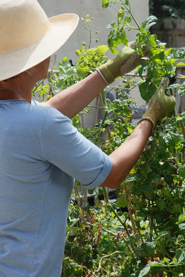 Frau bindet Tomatenpflanze an ein Rankgitter