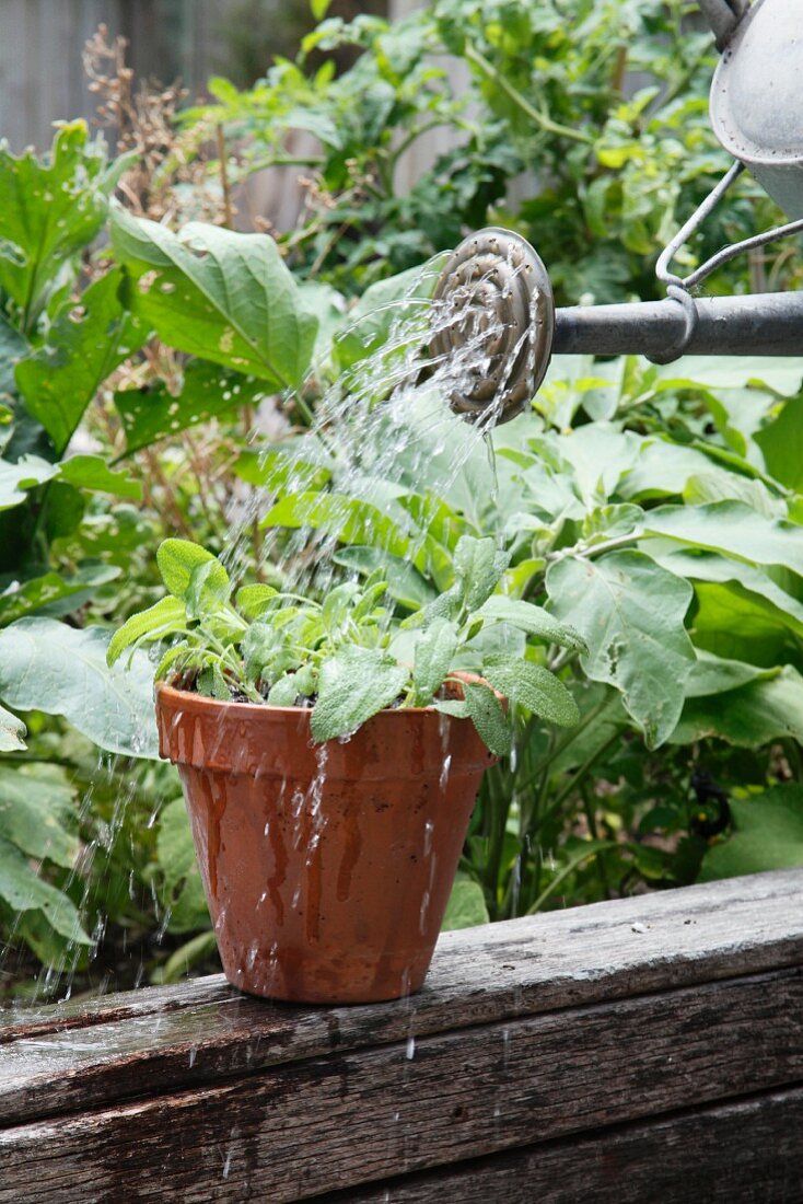 A vegetable plant in part being watered