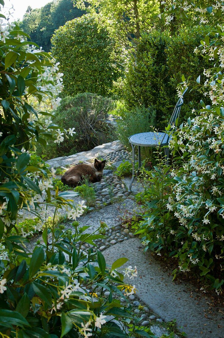 Schattiges Plätzchen in mediterranem Garten - Katze liegt auf Steinboden neben Metallstuhl
