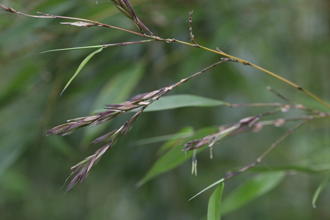Flowering bamboo stem