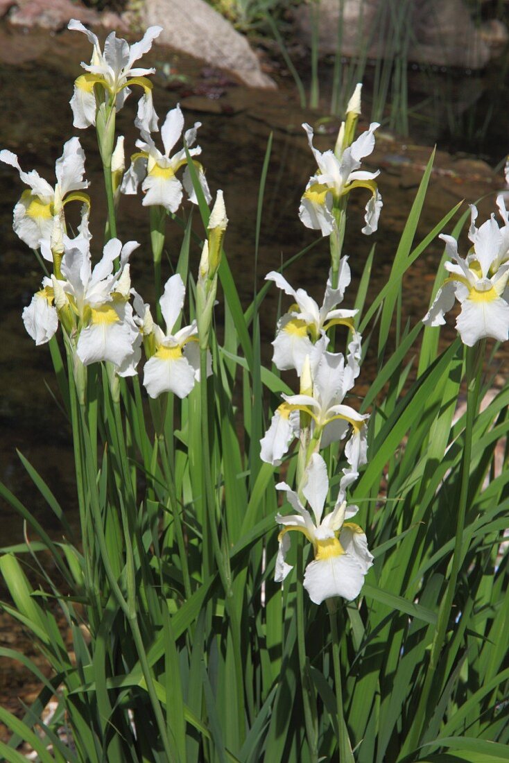 Blühender Iris