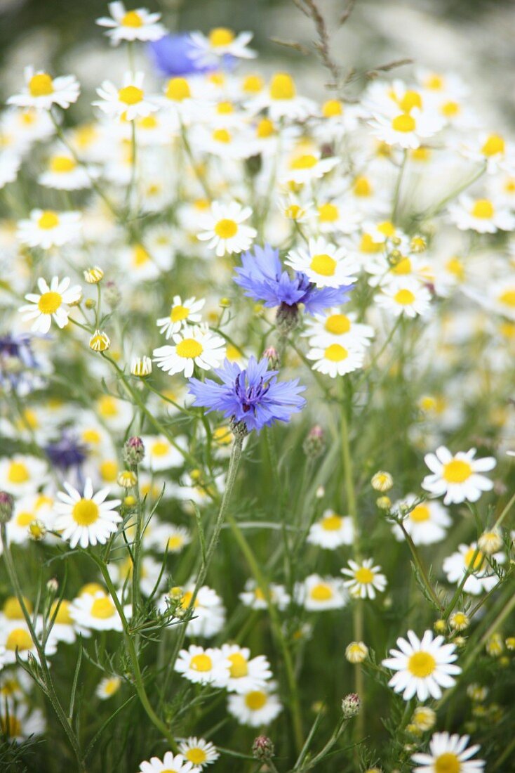 Blooming chamomile and corn flowers